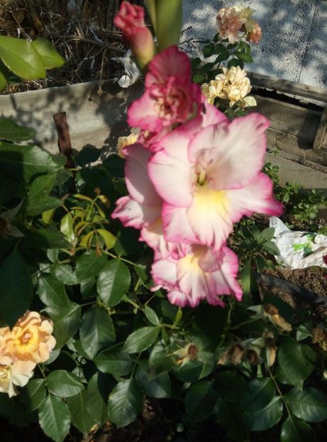  - Diverse flori 2017