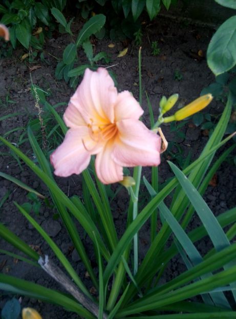  - Diverse flori 2017