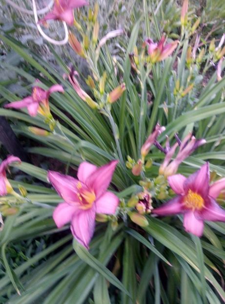  - Diverse flori 2017