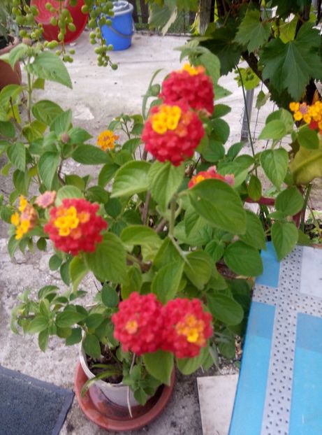  - Diverse flori 2017