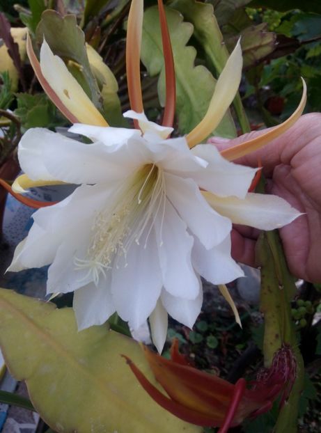  - Diverse flori 2017