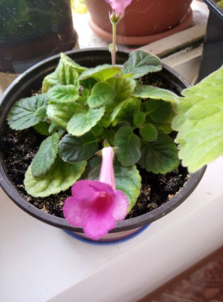  - Diverse flori 2017