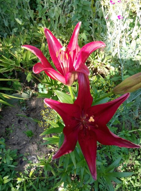  - Diverse flori 2017