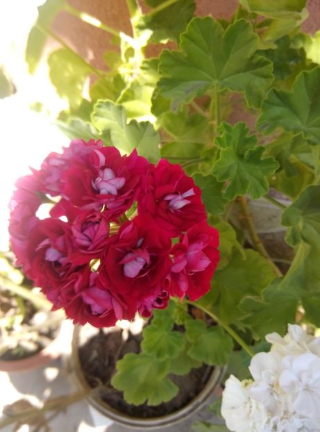  - Diverse flori 2017