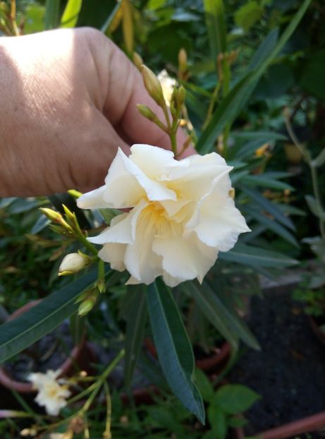  - Diverse flori 2017