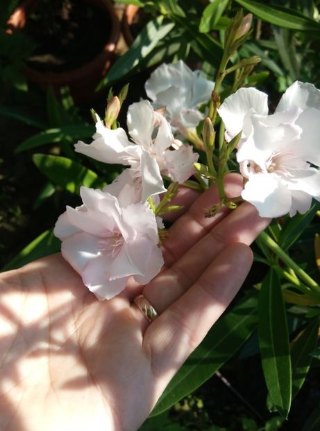  - Diverse flori 2017