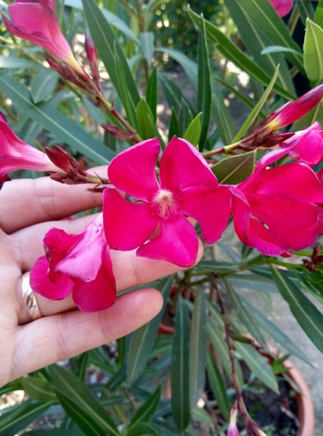  - Diverse flori 2017