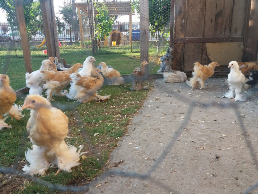 07.07.2017 027 - pui brahma seria 4 2017