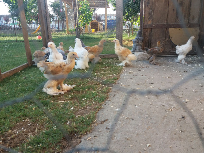 07.07.2017 031 - pui brahma seria 4 2017