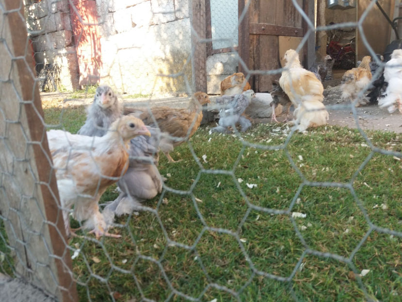 07.07.2017 032 - pui brahma seria 4 2017