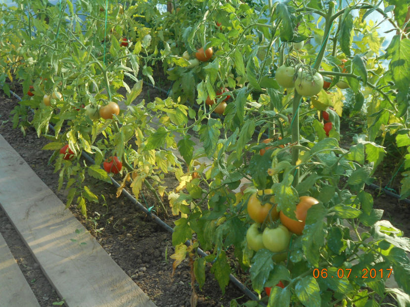  - 4Gradina de legume 2017