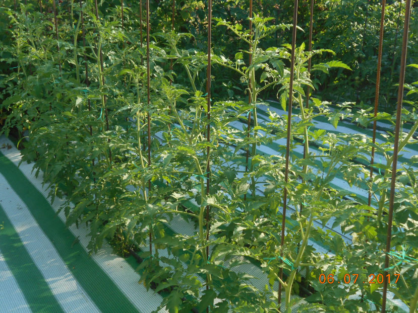  - 4Gradina de legume 2017