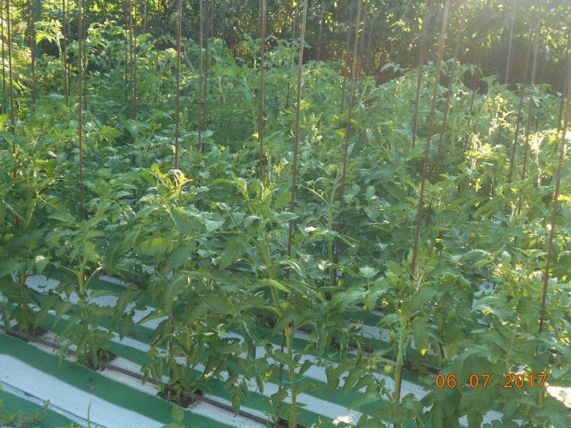  - 4Gradina de legume 2017