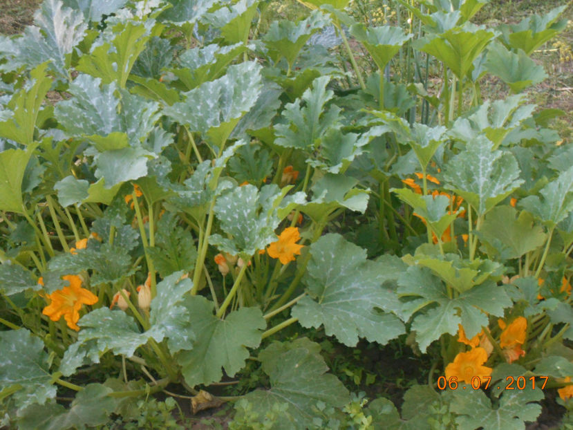  - 4Gradina de legume 2017