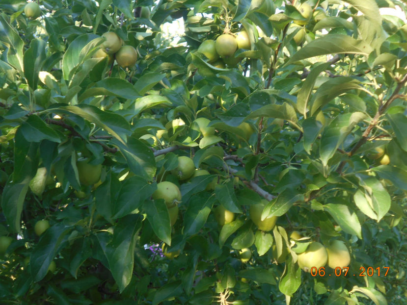  - 4Gradina de legume 2017