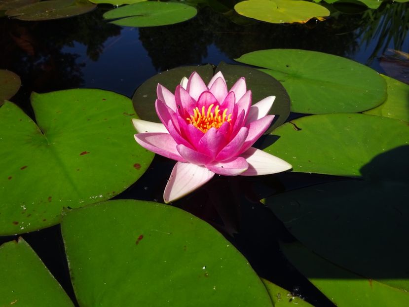  - 01 Gradina Botanica iulie 2017