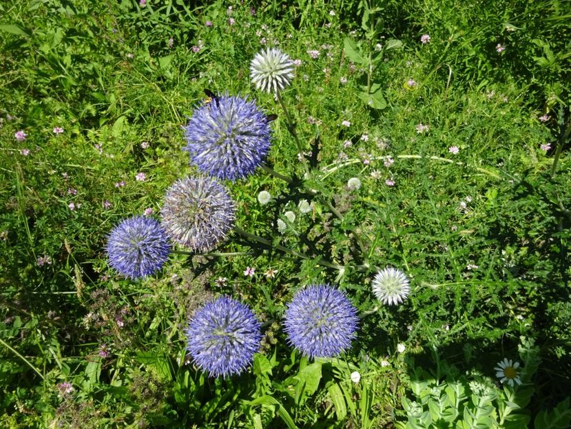  - 01 Gradina Botanica iulie 2017