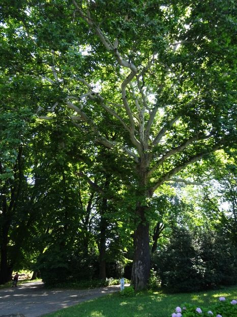  - 01 Gradina Botanica iulie 2017