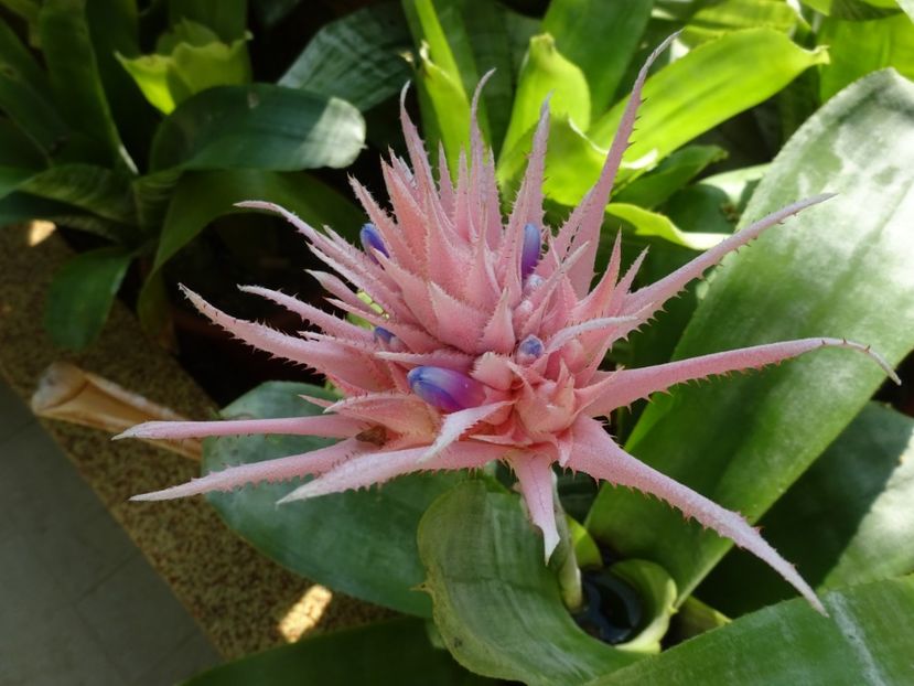  - 01 Gradina Botanica iulie 2017