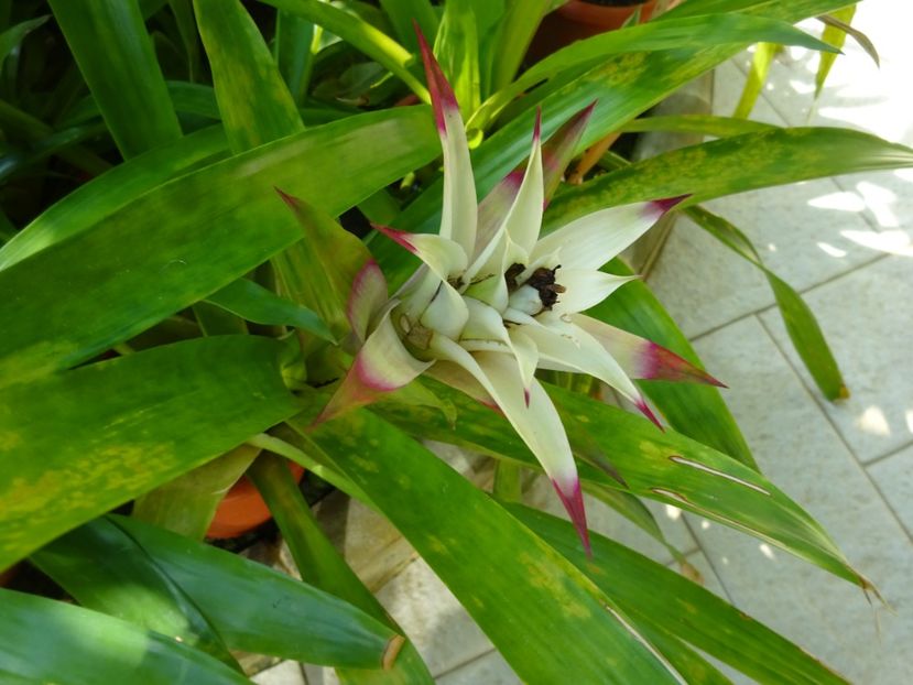  - 01 Gradina Botanica iulie 2017