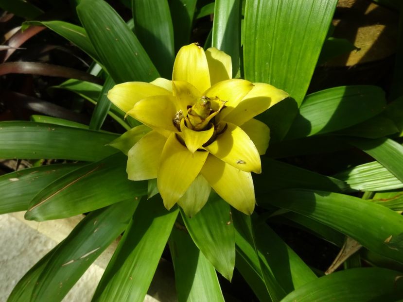  - 01 Gradina Botanica iulie 2017