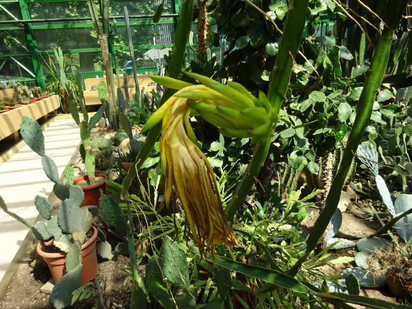  - 01 Gradina Botanica iulie 2017