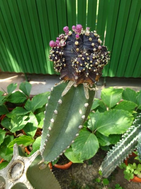  - 01 Gradina Botanica iulie 2017