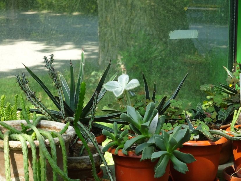  - 01 Gradina Botanica iulie 2017