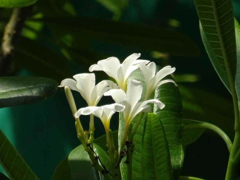  - 01 Gradina Botanica iulie 2017