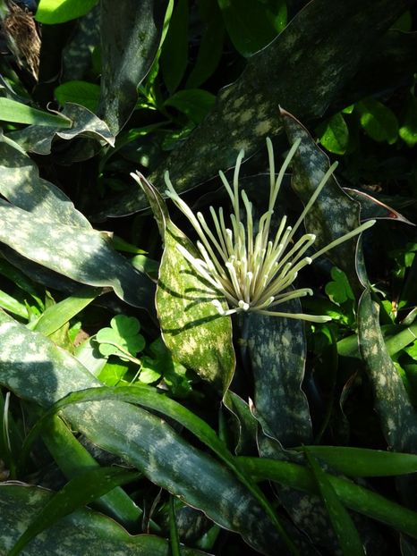  - 01 Gradina Botanica iulie 2017