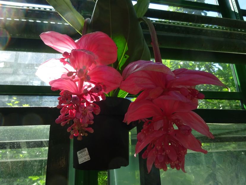  - 01 Gradina Botanica iulie 2017