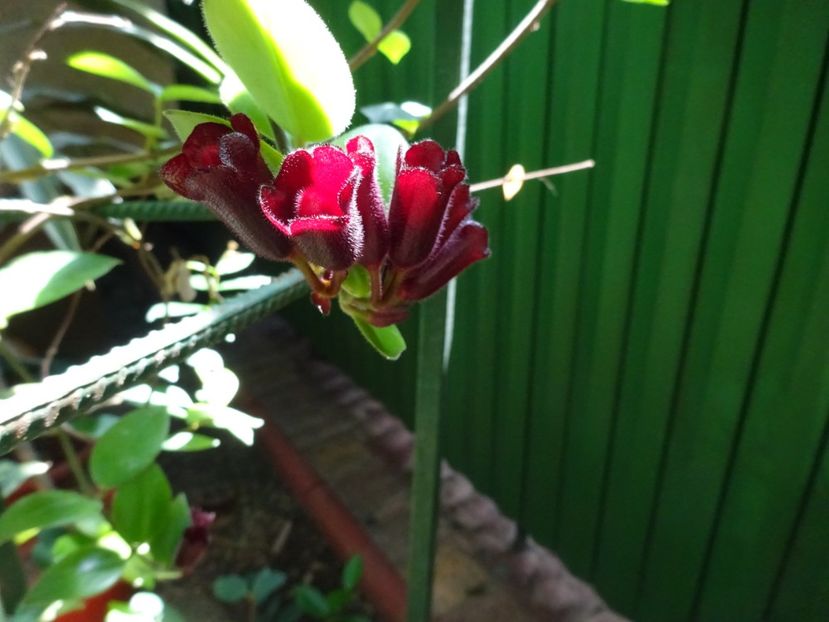  - 01 Gradina Botanica iulie 2017