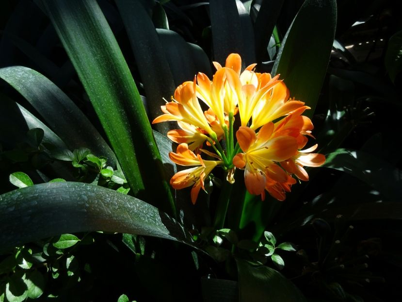  - 01 Gradina Botanica iulie 2017