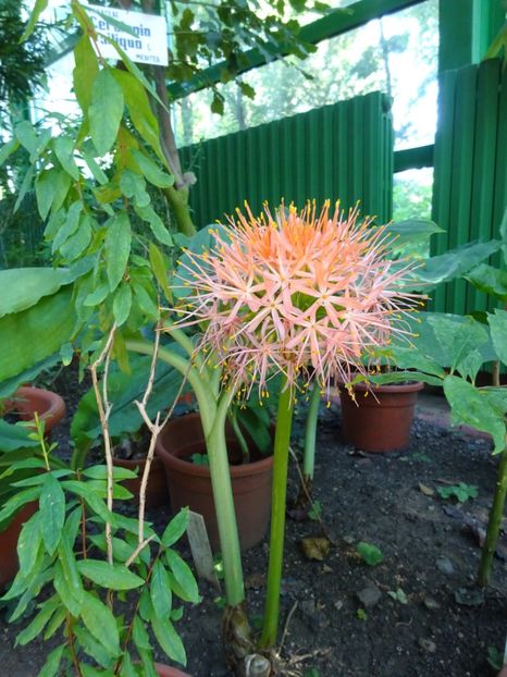  - 01 Gradina Botanica iulie 2017