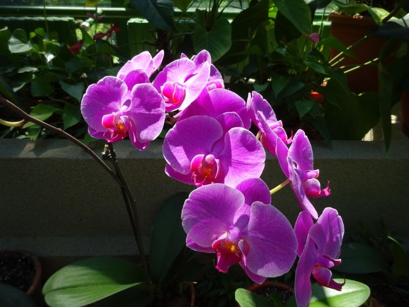  - 01 Gradina Botanica iulie 2017