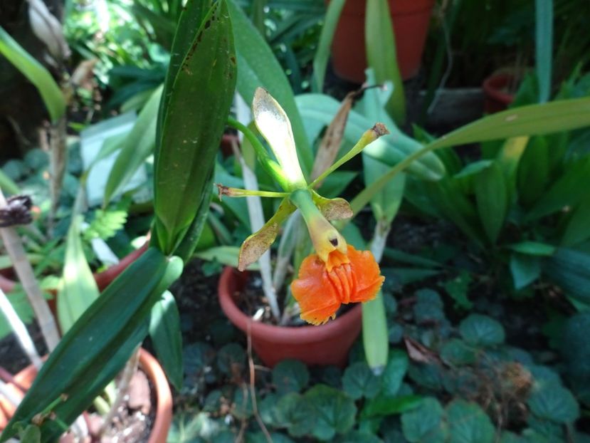  - 01 Gradina Botanica iulie 2017