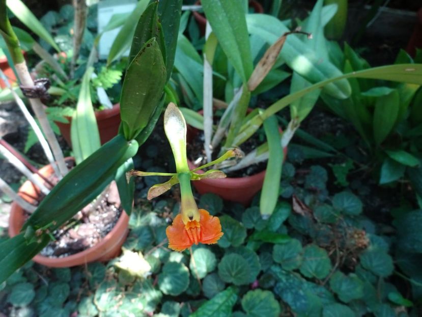  - 01 Gradina Botanica iulie 2017