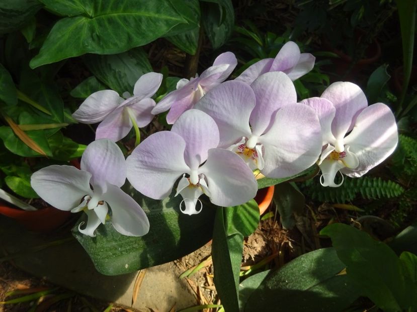  - 01 Gradina Botanica iulie 2017