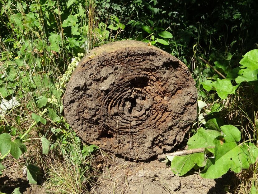  - 01 Gradina Botanica iulie 2017