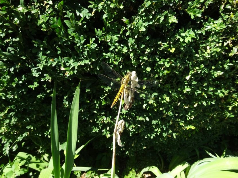  - 01 Gradina Botanica iulie 2017