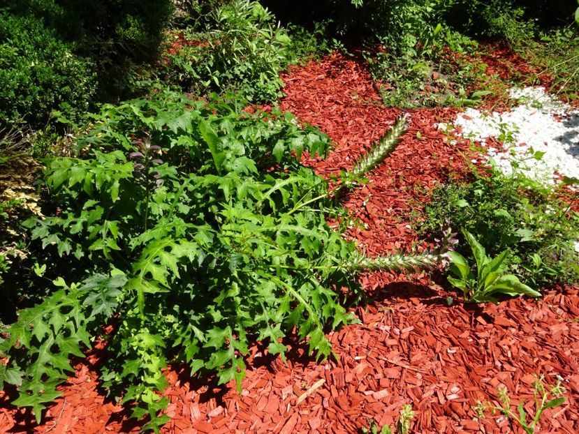  - 01 Gradina Botanica iulie 2017