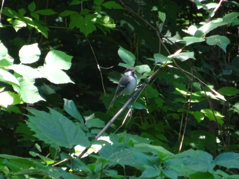  - 01 Gradina Botanica iulie 2017