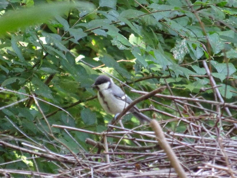  - 01 Gradina Botanica iulie 2017