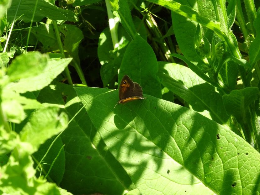  - 01 Gradina Botanica iulie 2017