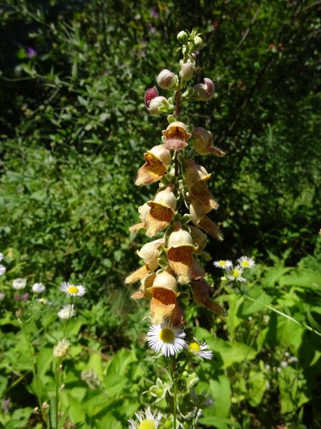  - 01 Gradina Botanica iulie 2017