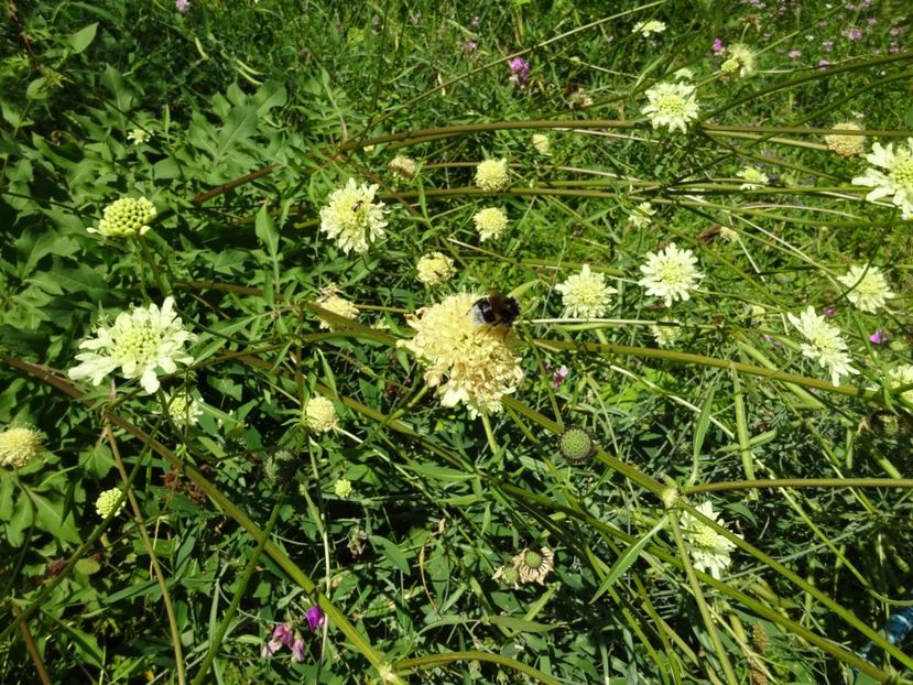  - 01 Gradina Botanica iulie 2017