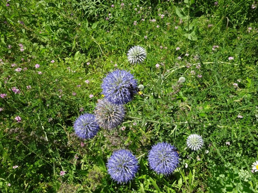  - 01 Gradina Botanica iulie 2017