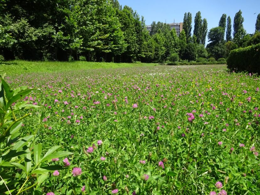  - 01 Gradina Botanica iulie 2017