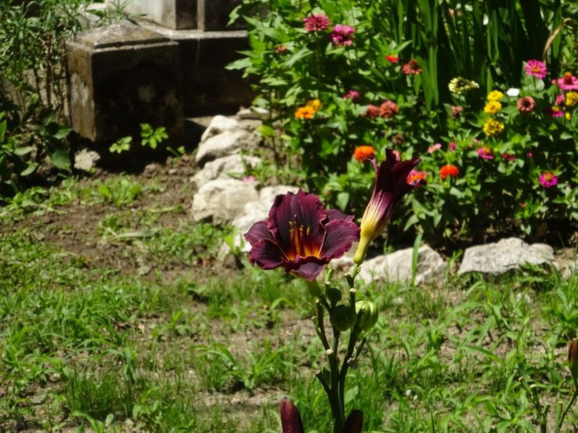  - 01 Gradina Botanica iulie 2017