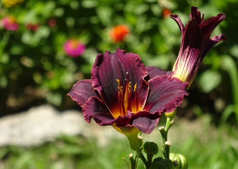  - 01 Gradina Botanica iulie 2017